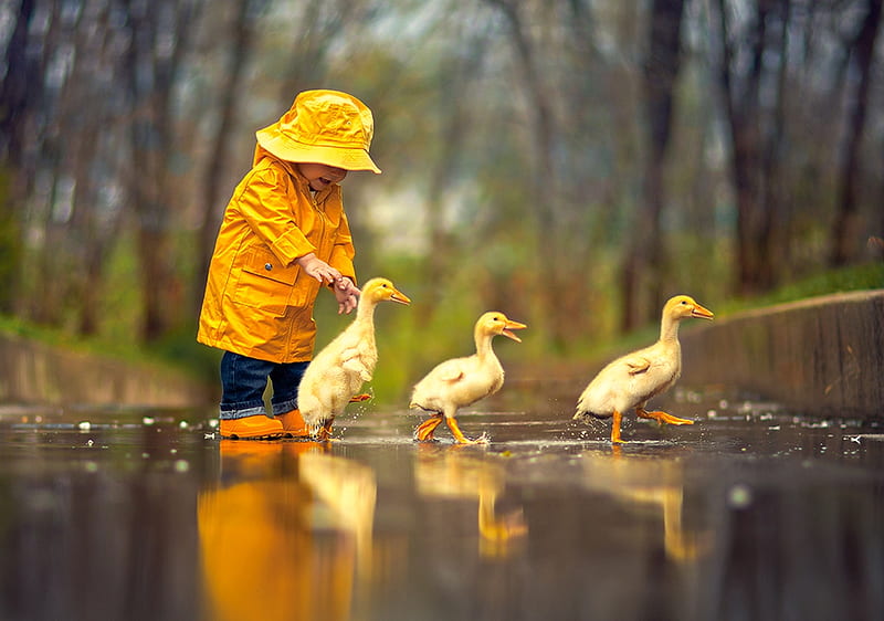 :), yellow, copil, ducklings, child, hat, rate, cute, boy, bird, duck, pasari, rain, HD wallpaper