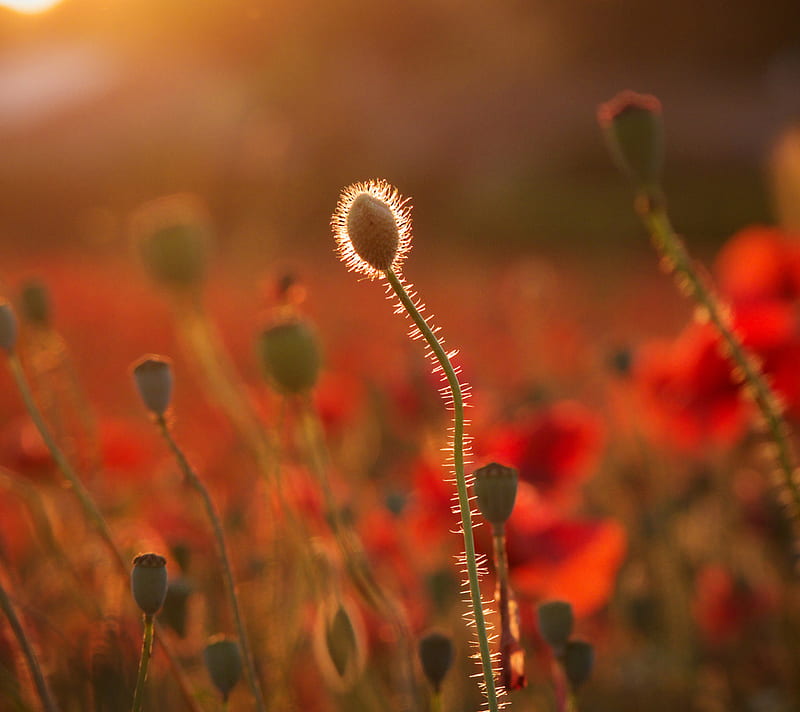 Poppy Bud, red, poppy, sun, sunlight, flowers, nature, scenery, scene, HD wallpaper
