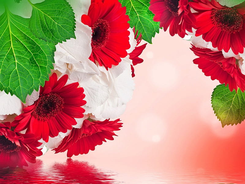 Gerberas background, red, pretty, leaves, gerberas, lovely, background, flowers, bonito, HD wallpaper