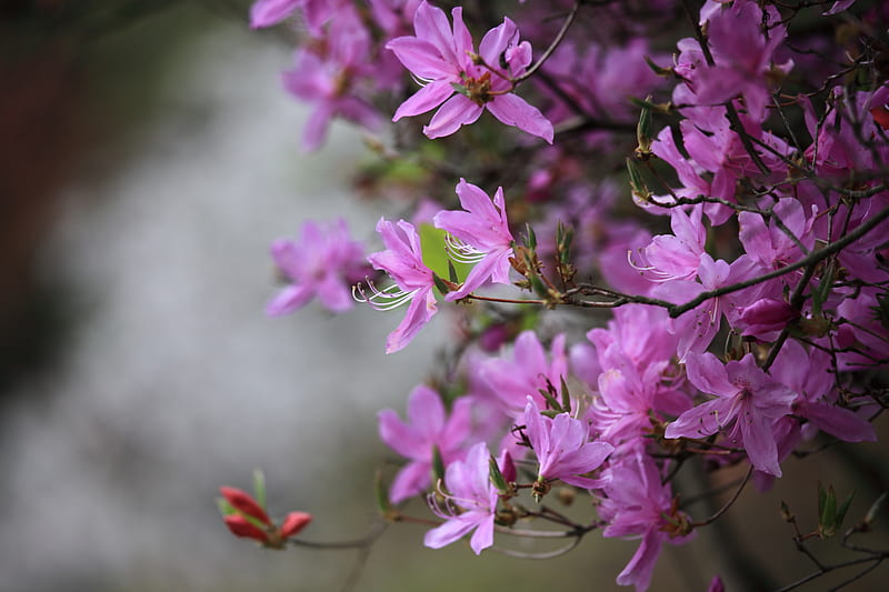 azalea, flowers, branches, purple, bloom, spring, HD wallpaper