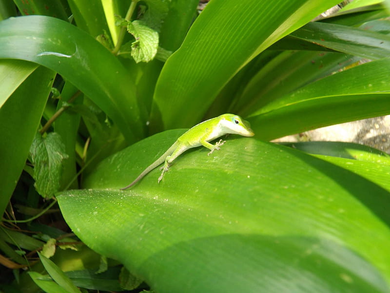 Cute Green Anole, cute, pretty, plants, lizards, nature, outdoors, HD wallpaper