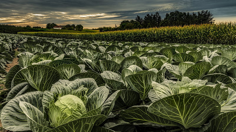 cabbage field, leaves, dark weather, trees, house, Landscape, HD wallpaper