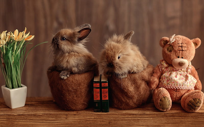bunny, cute fluffy animals, pets, little rabbits, teddy bear, HD wallpaper