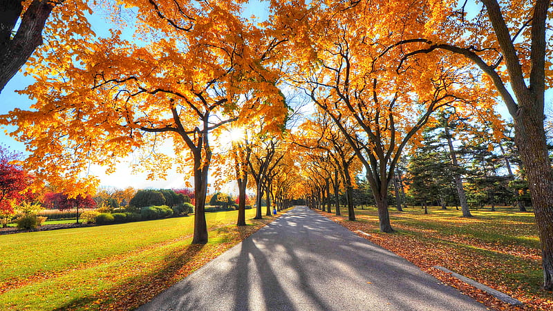 Road Between Autumn Alley Park With Sunbeam Nature, HD wallpaper