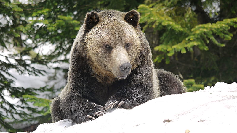 Relaxing Grizzly Bear, nose, claws, snow, bear, resting, HD wallpaper