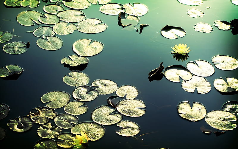 ponds of lotus leaf - dark lines with the film landscape, HD wallpaper