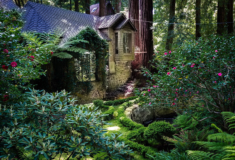 The Cabin In The Woods, forest, house, ferns, garden, nature, cabin, trees, landscape, HD wallpaper