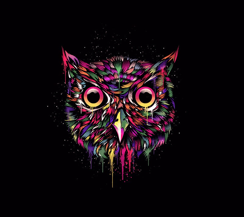 Owl, black, colorful, HD wallpaper