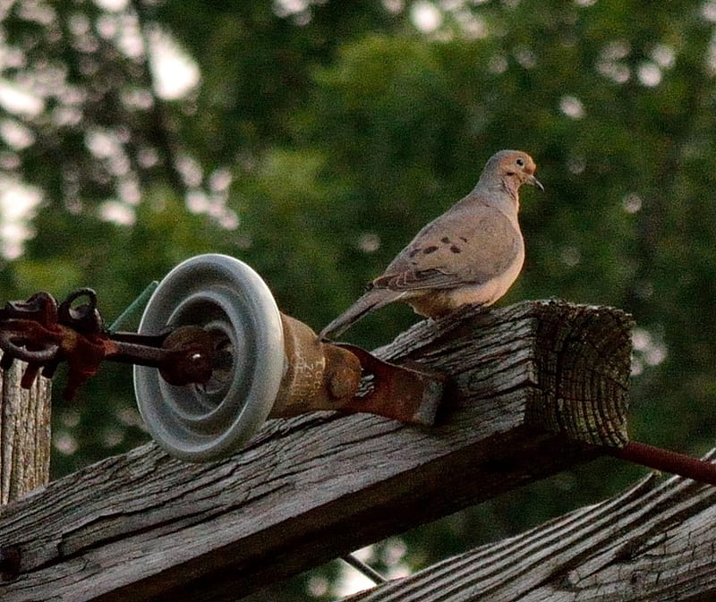 Bird On A Wire, pigeons, doves, bird, HD wallpaper