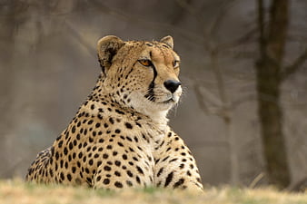 Cheetah Predator Animal, cheetah, animals, HD wallpaper
