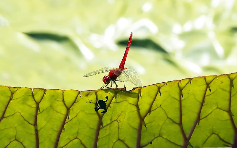 red dragonfly-small animal, HD wallpaper