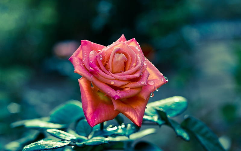 Pink rose, orange, rose, dew, leaf, water, green, flower, garden, nature, morning, pink, HD wallpaper