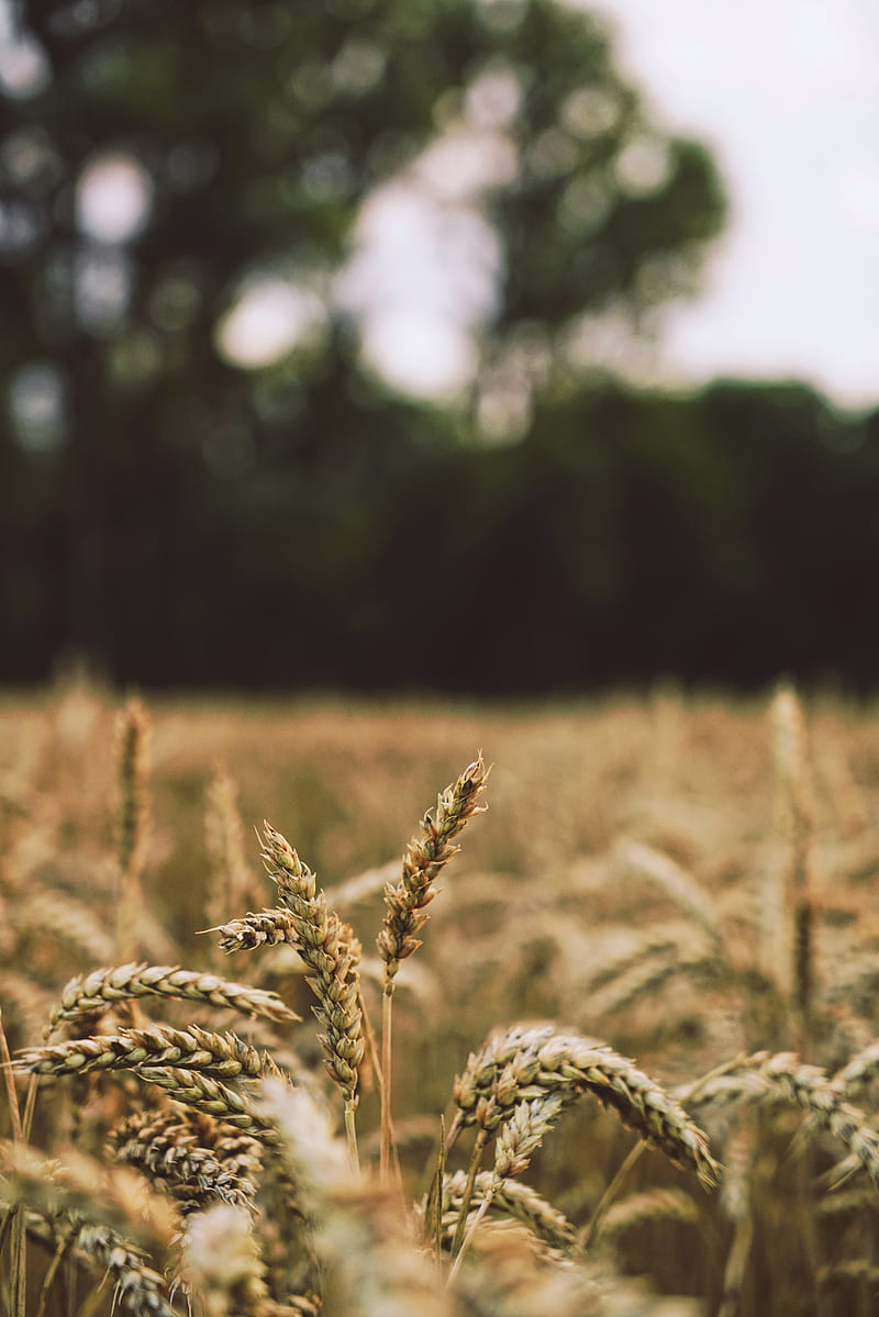 shallow focus graphy of wheats during daytime, HD phone wallpaper