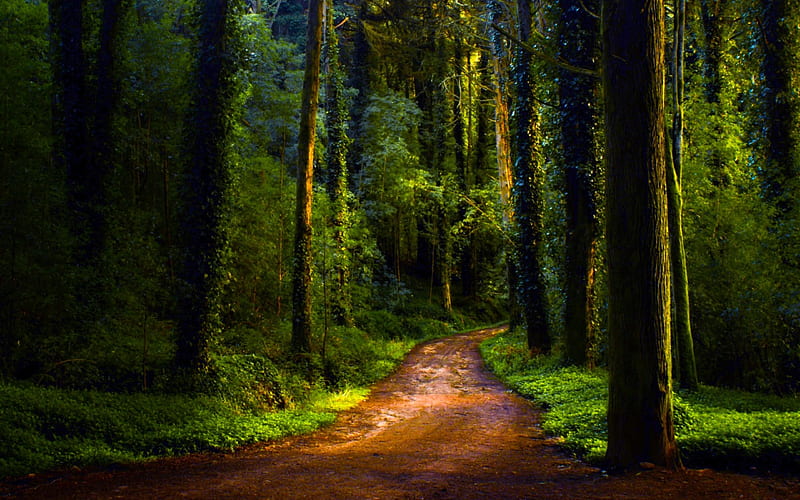 GREEN FOREST PATH, path, forest, nature, green, HD wallpaper