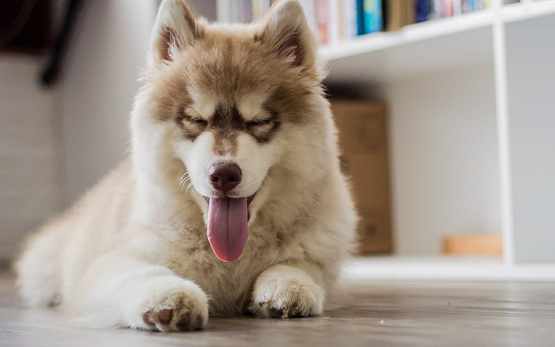 Husky, little puppy, yawns, cute little dogs, pets, HD wallpaper