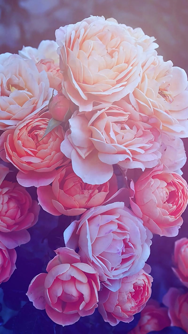 Rose, roses, white, HD phone wallpaper