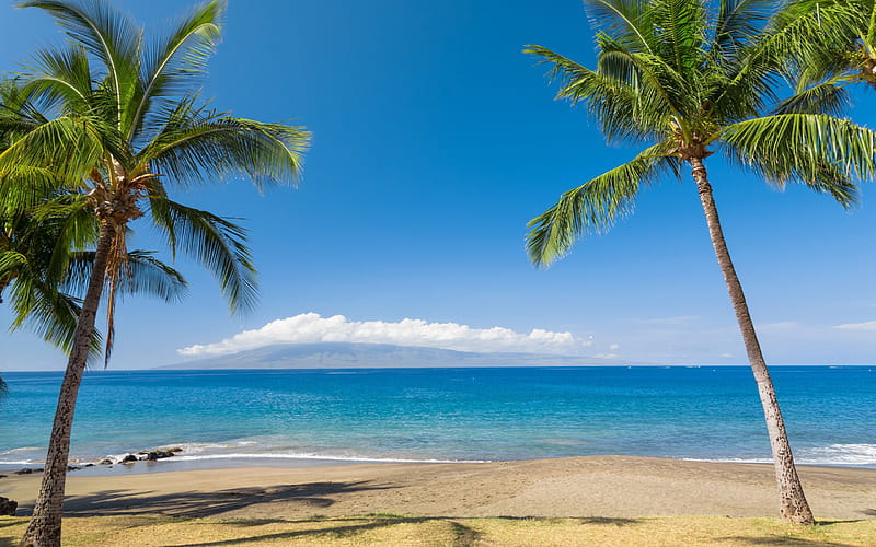 palms, beach, coconuts, seascape, blue lagoon, sand, tropical island, summer travels, HD wallpaper
