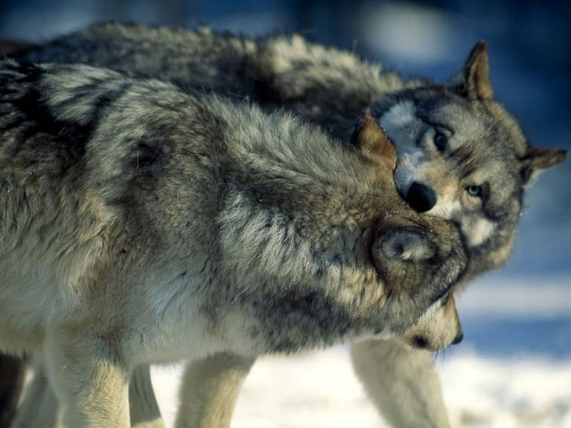 For my friend Wolfgang ( wollo ), playful, nature, wolf, wolves, animals, HD wallpaper