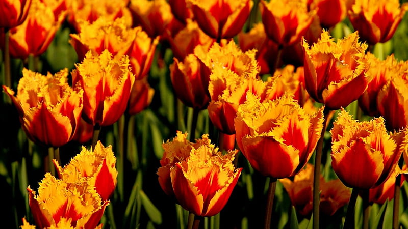 Double-coloured tulips, Yellow, Tulips, Stalk, Red, Bloom, Flower, Blossom, HD wallpaper