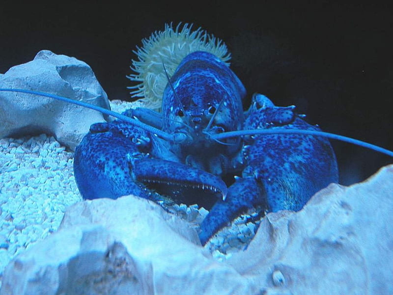 BLUE LOBSTER, rare, blue, lobster, HD wallpaper