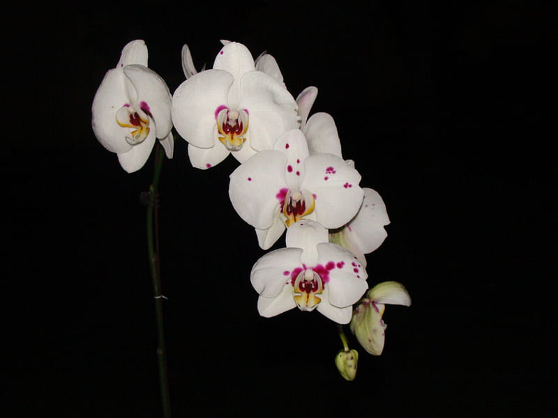 Orchids from Carol, phaleonopsis, orchids, blooms, butterly orchid, HD wallpaper