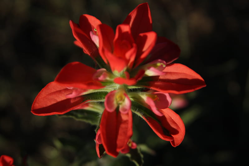 red flower in tilt shift lens, HD wallpaper