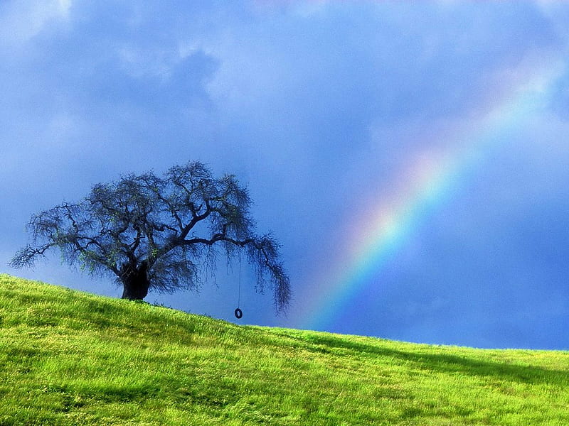 Rainbow in a field, tree, tire swing, green, swing, summer, green grass, rainbow, blue sky, HD wallpaper