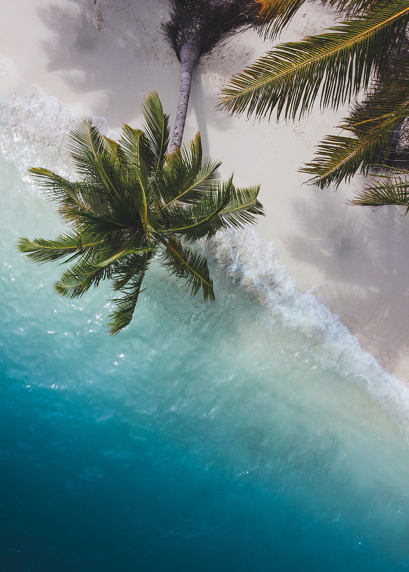 Palm tree, branches, aerial view, sea, coast, HD mobile wallpaper | Peakpx