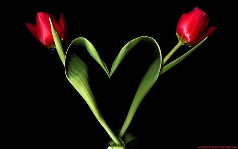 Love of nature, red, heart shape, green, black background, love, tulips, HD wallpaper
