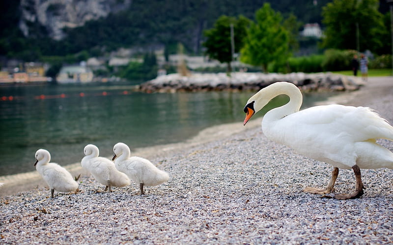 swans, lake, shore, small swans, HD wallpaper