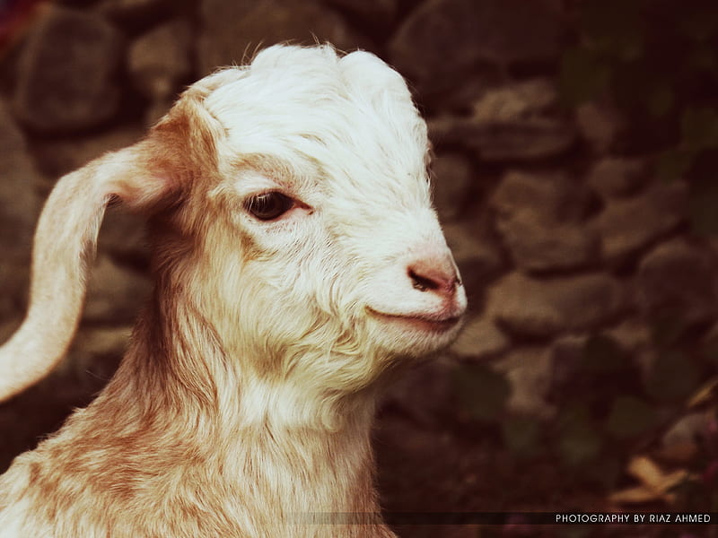 Baby Goat gilgit, background, rio hunzai, hunza, animal, farm, cute, sheep, goat, pakistan babygoat, nature, animals, HD wallpaper