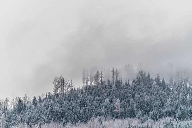 trees, fog, snow, frost, winter, HD wallpaper