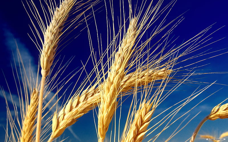 Wheat, grain, spike, yellow, field, HD wallpaper