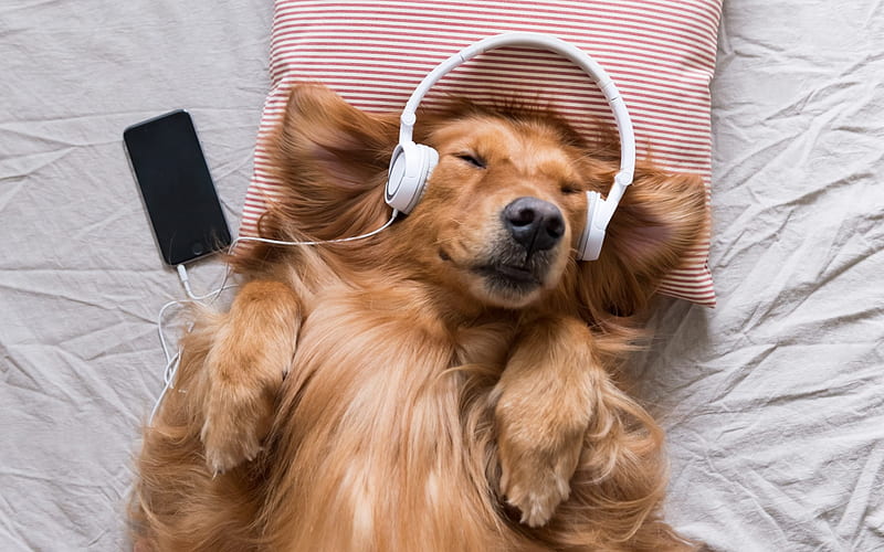 Golden retriever, dog listening to music, pets, labrador retrievers, brown dog, headphones, funny animals, dogs, HD wallpaper