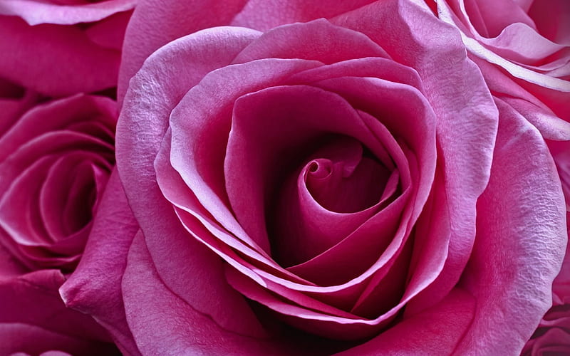 pink rose, rose bud, pink flowers, beautiful flowers, roses, HD wallpaper