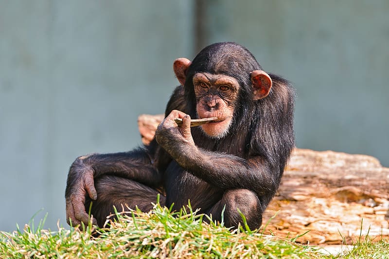 Monkeys, Animal, Chimpanzee, HD wallpaper