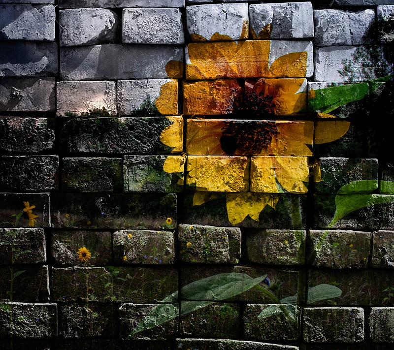 Wall Flower, nature, HD wallpaper
