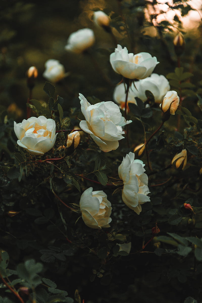 White Petaled Flowers, HD phone wallpaper