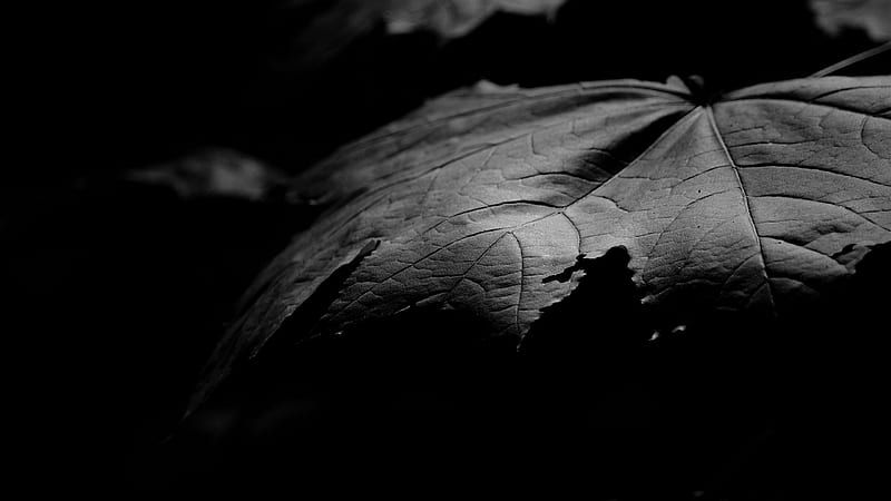 Maple Leaf In Black Background Black Background, HD wallpaper | Peakpx