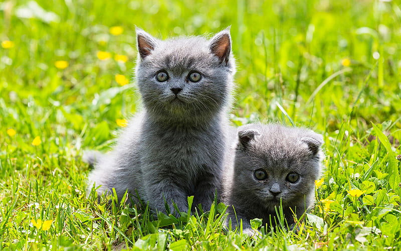 British Shorthair Cats, n grass, gray cat, domestic cat, kittens, pets, cats, cute animals, British Shorthair, HD wallpaper