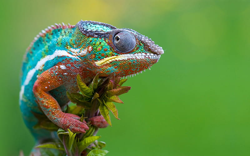 Chameleon, lizard, green, animal, reptile, HD wallpaper