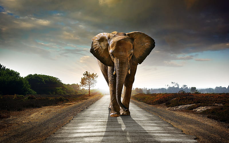 elephant road, elephants, wildlife, Africa, HD wallpaper