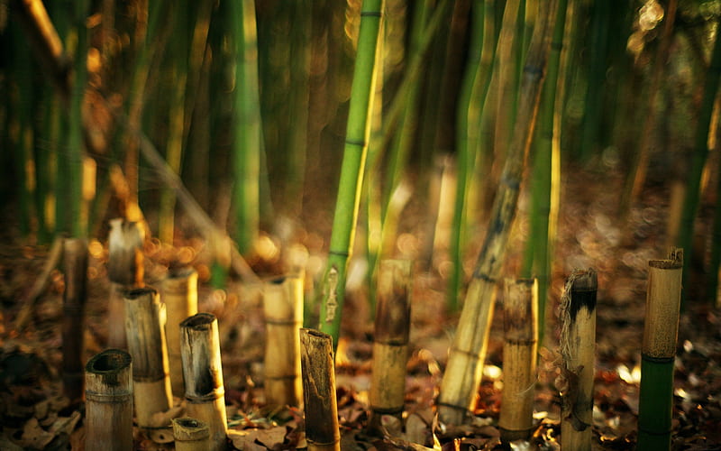 green bamboo-Plants, HD wallpaper