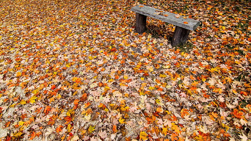 Fallen Leaves And Wooden Bench During Fall Nature, HD wallpaper