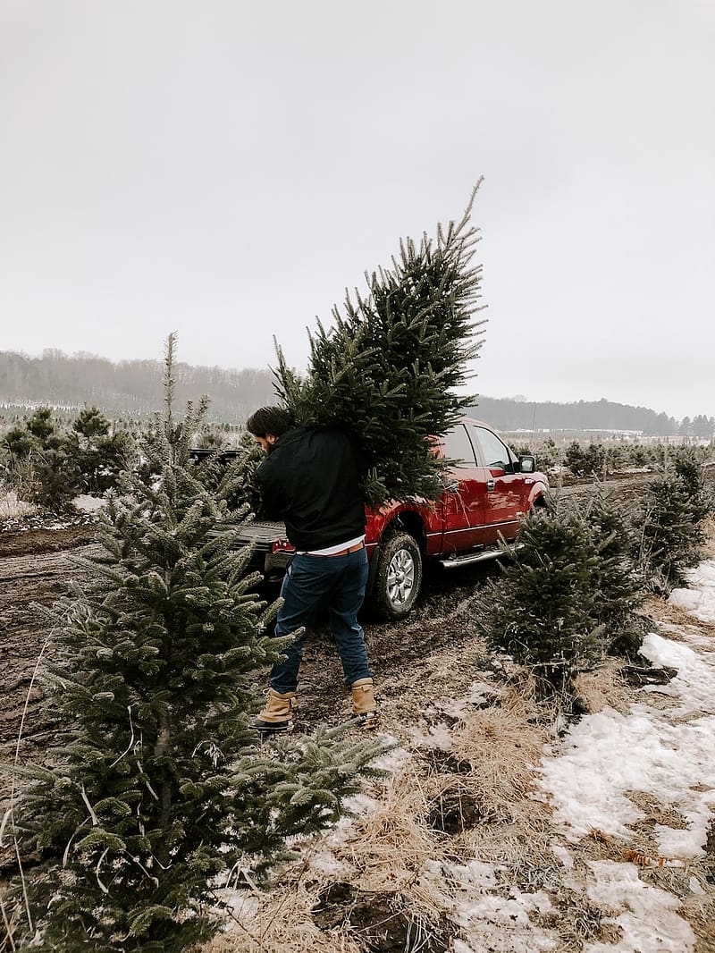 Christmas Tree Farm, HD phone wallpaper | Peakpx