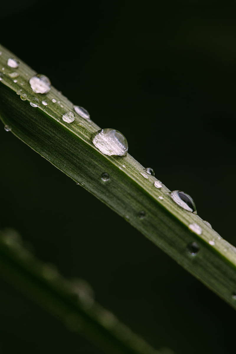 stem, drops, leaves, macro, HD phone wallpaper