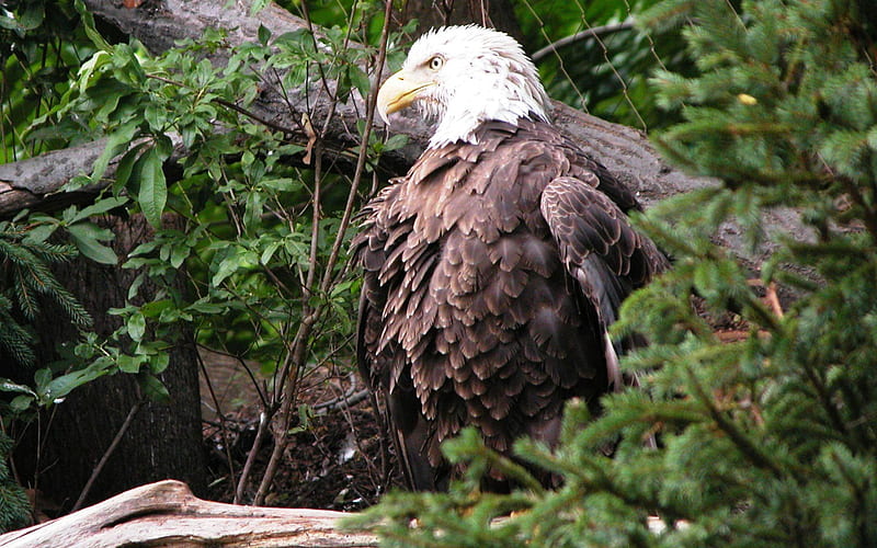 Bald Eagle in Tree F beautiful, animal, graphy, Bald Eagle, bird, avian, wide screen, wildlife, raptor, HD wallpaper