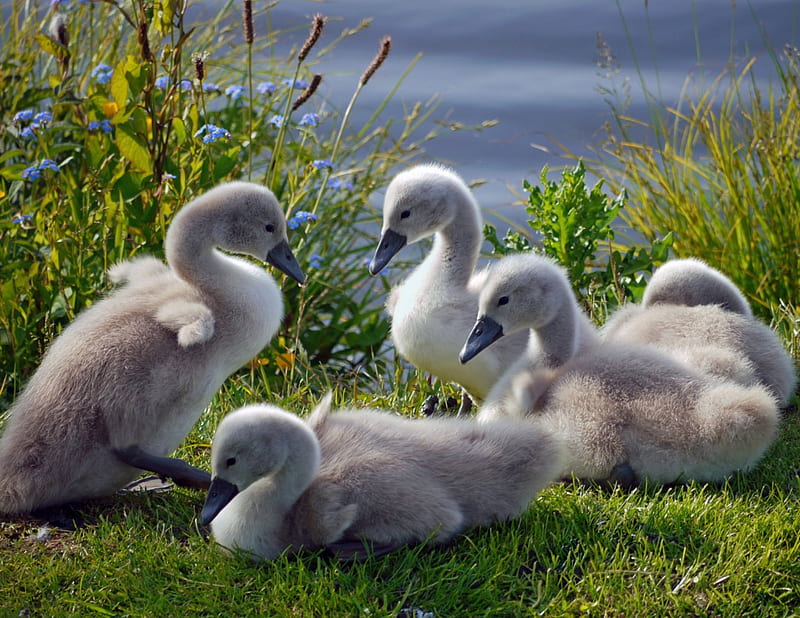 Swan chicks, grass, birds, chick, swan, animal, HD wallpaper | Peakpx