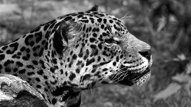 The Jaguar, special, black and white, bonito, cat, graphy, spots, big, beauty, jaguar, hop, fast, HD wallpaper
