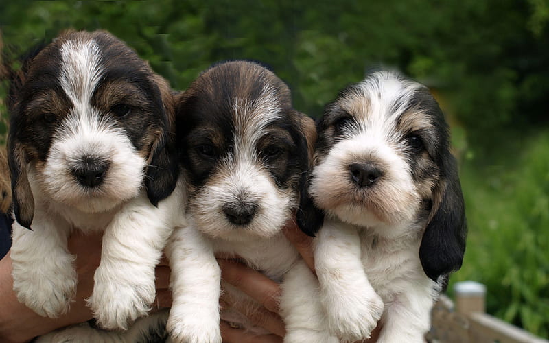 Petit Basset Griffon Vendeen, PBGV, small puppies, curly dogs, cute animals, pets, HD wallpaper